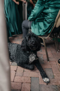Daniela and Angelo Wedding Grand Bohemian Asheville Close-up of black dog sitting on the ground next to a wedding guest in a chair outside. Wedding Planned by Terran Ward at The Grand Bohemian Asheville